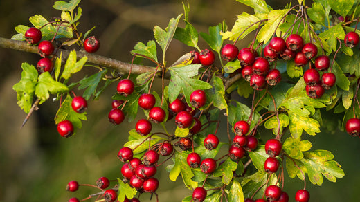 Hawthorn Published Scientific Review Paper